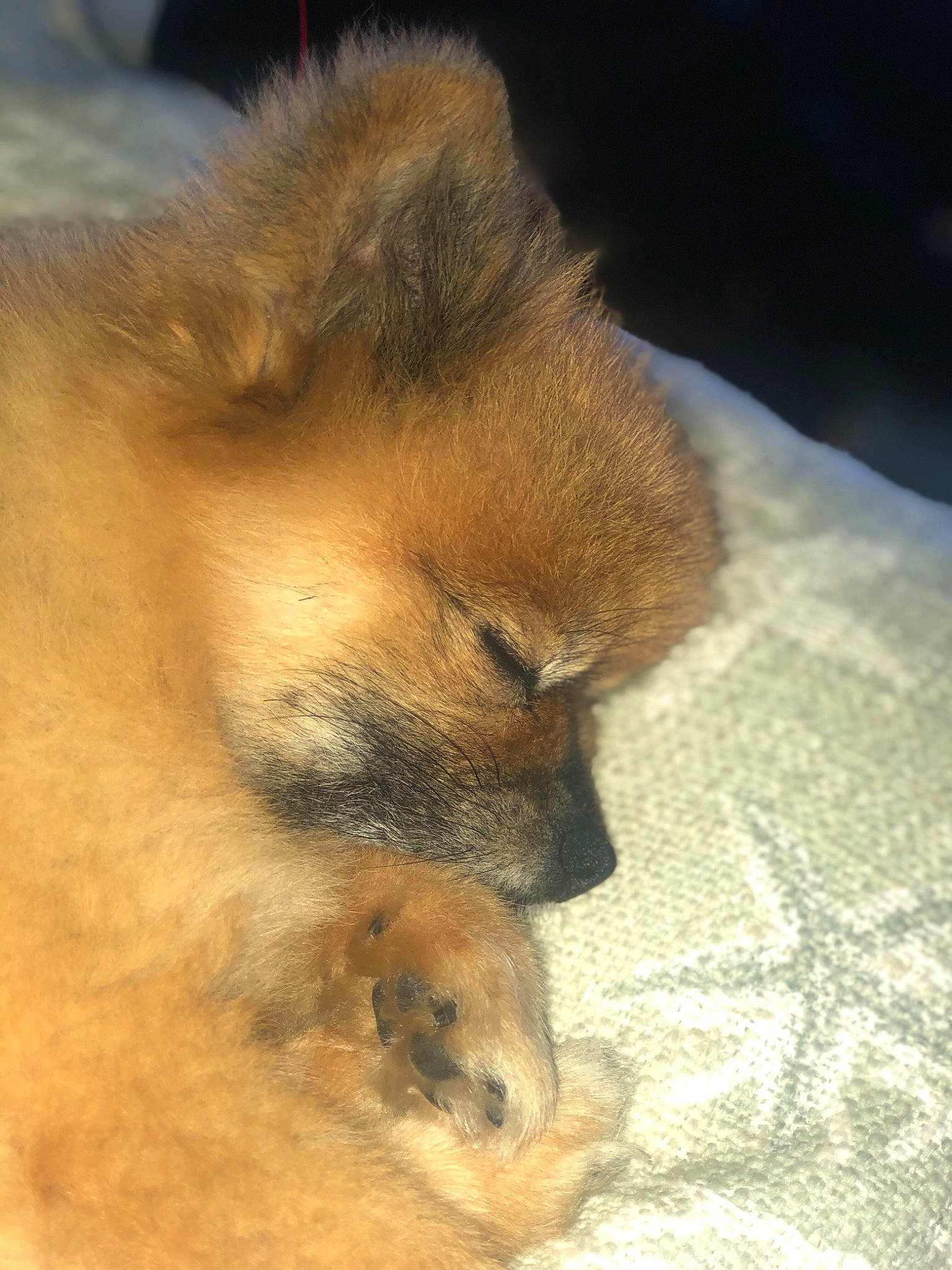 Mimi joined the competition — help win amazing prizes! canidae, carnivore, dog, dog_breed, eurasier, fawn, fur, german_spitz, german_spitz_klein, german_spitz_mittel, mammal, non_sporting_group, pomeranian, puppy, snout, spitz, toy_dog, vertebrate