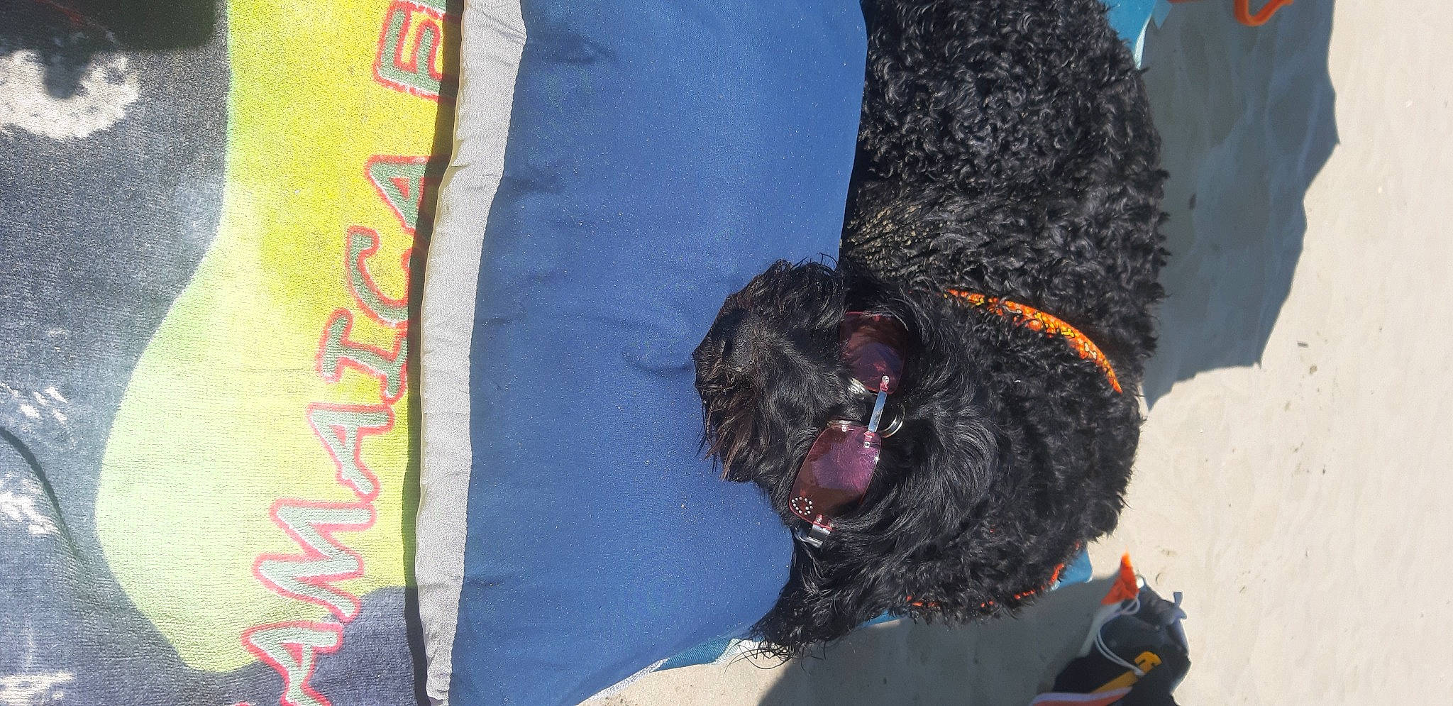 Nina a rejoint le concours — aidez-le/la à gagner de superbes lots ! canidae, carnivore, collar, companion_dog, dog, dog_breed, dog_collar, dog_supply, fur, leash, pet_supply, poodle, schnauzer, scottish_terrier, snout, sporting_group, terrier, toy_dog, water_dog, working_animal