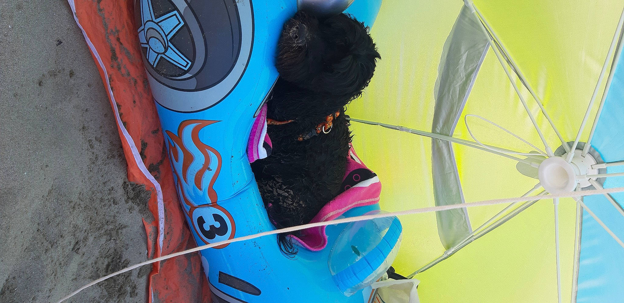 Nina a rejoint le concours — aidez-le/la à gagner de superbes lots ! art, audio_equipment, automotive_tire, bicycle_tire, blue, carmine, carnivore, companion_dog, dog, electric_blue, font, graffiti, graphics, paint, personal_protective_equipment, recreation, snout, triangle, vehicle_door, visual_arts