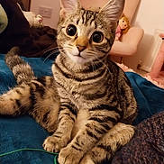 Harley joined the competition — help win amazing prizes! cat, tabby_cat, wide_eyes, pet, indoor, cozy, blanket, furniture, chair, doll, tail, paws, striped, curious, animal, cute, mammal, fur, domestic, relaxed