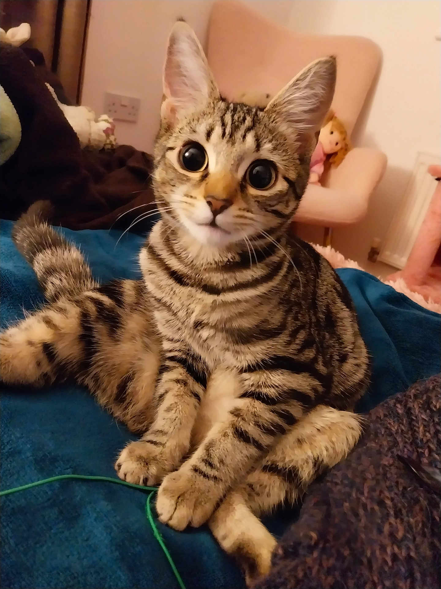 Harley joined the competition — help win amazing prizes! cat, tabby_cat, wide_eyes, pet, indoor, cozy, blanket, furniture, chair, doll, tail, paws, striped, curious, animal, cute, mammal, fur, domestic, relaxed