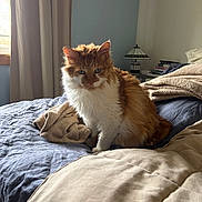 Link joined the competition — help win amazing prizes! cat, orange_cat, white_cat, bed, blanket, lamp, window, curtain, indoor, cozy, feline, pet, fur, resting, domestic, animal, soft_light, room, comfort, sleep_area