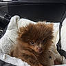 Chewy is registered to the contest to win money with this photo: adorable, animal, brown_fur, car_interior, companion, cozy, cute, dog, door_handle, fluffy, indoors, pet_bed, puppy, resting, seatbelt, small_dog, soft_texture, travel, window, young_dog