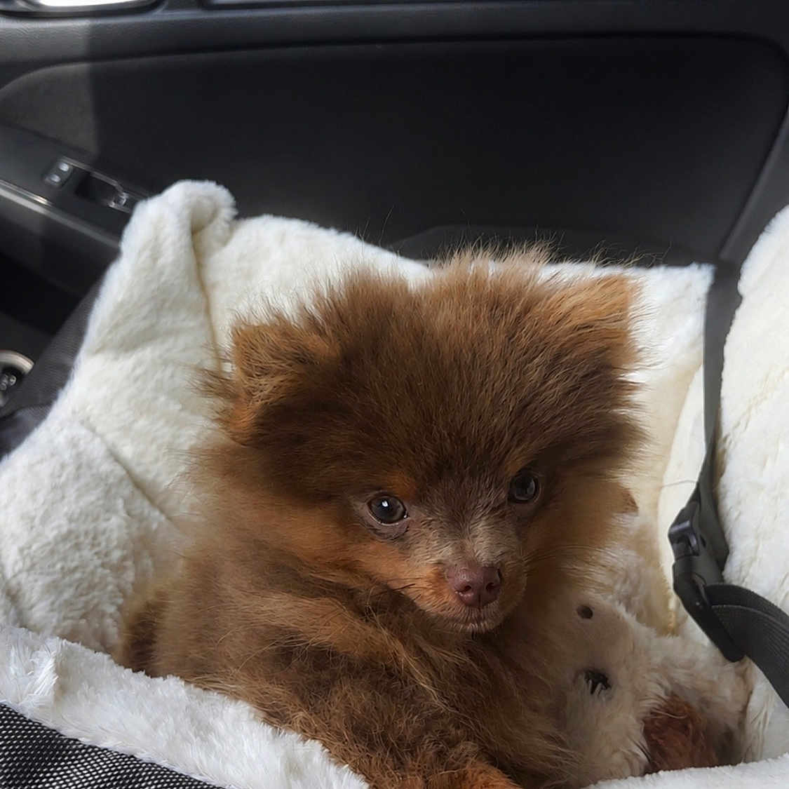 Chewy