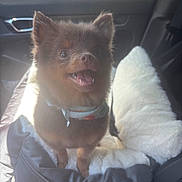 Chewy is registered to the contest to win money with this photo: animal, bandana, brown_dog, car_interior, car_seat, companion, cute, dog, domestic_animal, excited, fluffy, furry, happy, pet, portrait, seatbelt, small_dog, sunlight, travel, vehicle