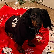 Richard joined the competition — help win amazing prizes! dog, puppy, black_dog, hoodie, clothing, christmas_tree, christmas_lights, holiday, decorations, carpet, indoors, sitting, pet, festive, red_blanket, snoopy, christmas_tree_skirt, cute, small_dog, holiday_season