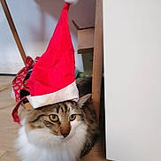 Chouchou Simba a rejoint le concours — aidez-le/la à gagner de superbes lots ! animal, brown_fur, cat, christmas, costume, cute, domestic_cat, floor, fluffy, fur, holiday, indoor, pet, relaxed, resting, santa_hat, tabby, white_fur, wooden_floor, yellow_eyes