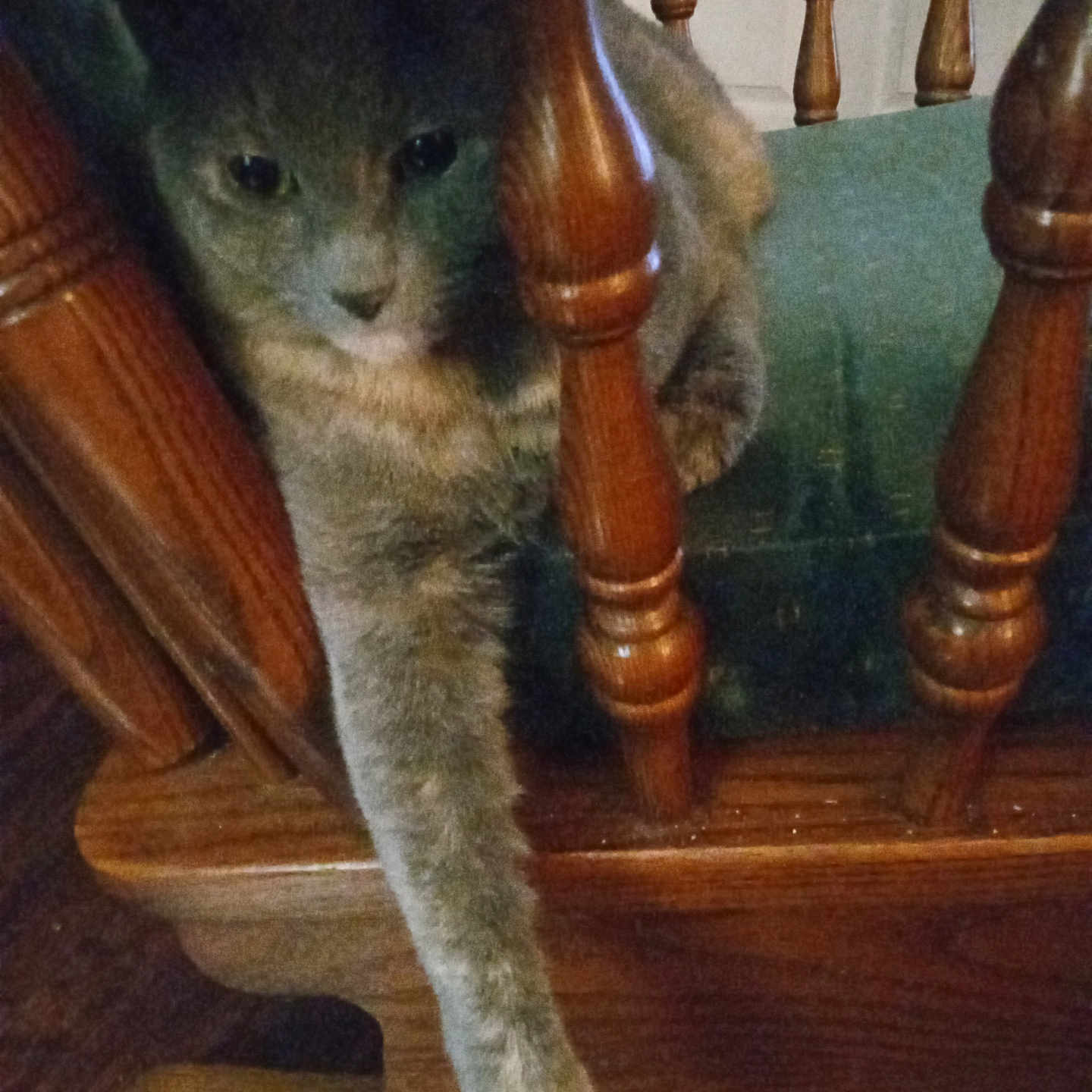 Sparkles Jackson joined the competition — help win amazing prizes! abyssinian, animal, architecture, bed, building, cat, chair, cradle, crib, furniture, handrail, hardwood, house, housing, infantbed, kitten, manx, pet, staircase, wood