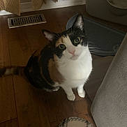 Hazel joined the competition — help win amazing prizes! animal, calico_cat, cat, close_up, curious, cute, domestic_cat, ears, eyes, feline, flooring, furniture, indoor, looking_up, mat, pet, pet_food_mat, tail, whiskers, wooden_floor