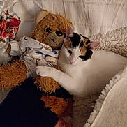 Minouche participe au concours pour gagner de l'argent avec cette photo : abyssinian, animal, armchair, bed, blanket, cat, chair, couch, cushion, doll, furniture, homedecor, kitten, linen, manx, pet, plush, siamese, teddybear, toy