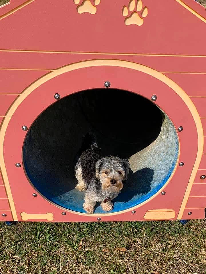 Bubba joined the competition — help win amazing prizes! asphalt, canidae, carnivore, circle, companion_dog, dog, dog_breed, dog_supply, grass, mammal, paw, pet_supply, road_surface, snout, soil, sporting_group, terrier, toy_dog, vertebrate, working_animal