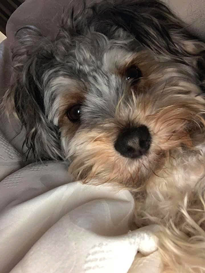 Bubba joined the competition — help win amazing prizes! biewer_terrier, canidae, carnivore, companion_dog, dog, dog_breed, fur, mal_shi, maltepoo, non_sporting_group, puppy, shih_poo, small_terrier, snout, sporting_group, terrestrial_animal, terrier, toy_dog, water_dog, working_animal