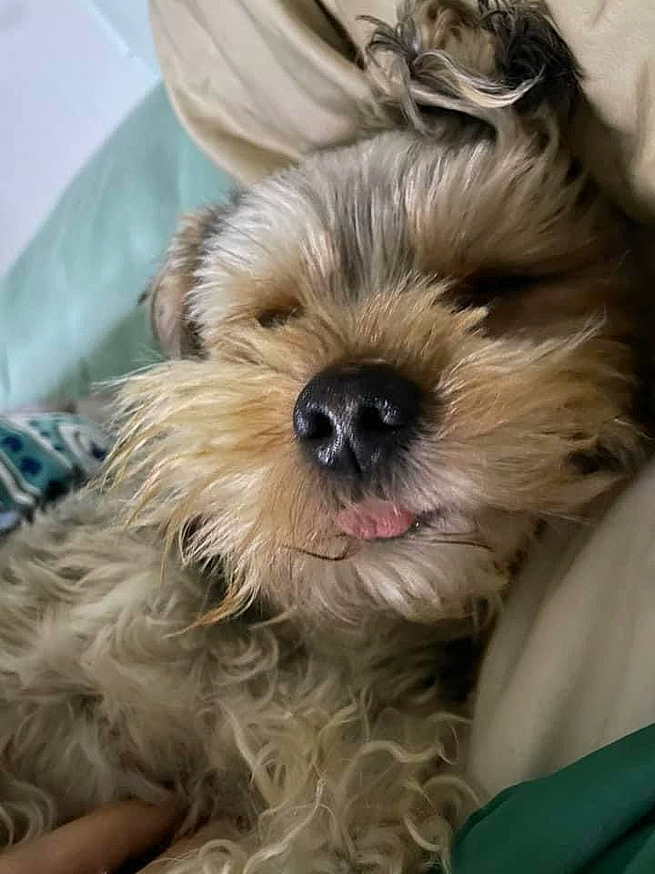 Bubba is registered to the contest to win money with this photo: biewer_terrier, canidae, carnivore, companion_dog, dog, dog_breed, eye, fur, liver, maltepoo, puppy, puppy_love, shih_tzu, small_terrier, snout, sporting_group, terrier, toy_dog, working_animal, yorkipoo