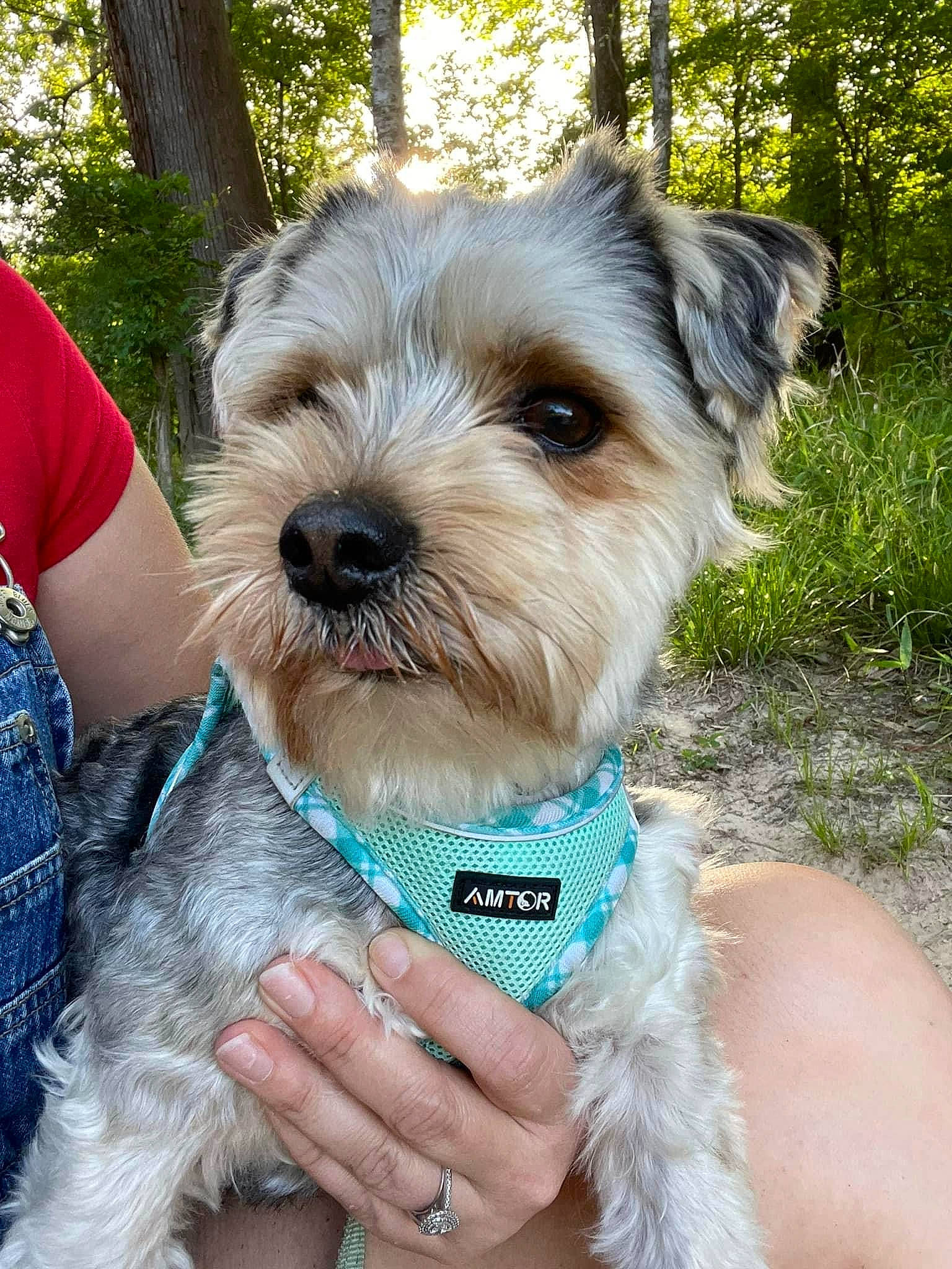 Bubba joined the competition — help win amazing prizes! biewer_terrier, canidae, carnivore, collar, companion_dog, dog, dog_breed, dog_collar, dog_supply, electric_blue, fashion_accessory, fawn, small_terrier, snout, sporting_group, terrier, toy_dog, tree, working_animal, wrist