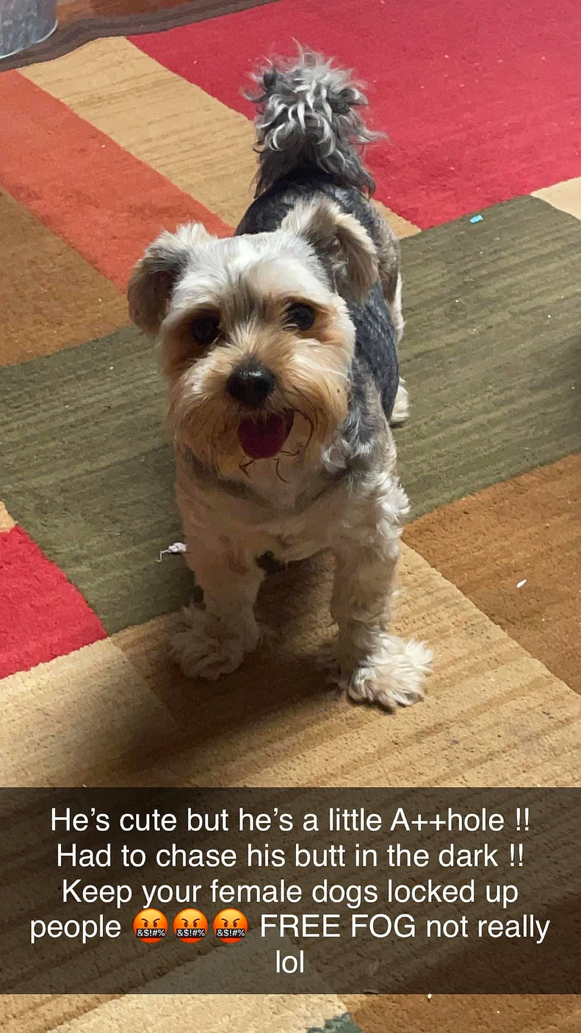 Bubba joined the competition — help win amazing prizes! canidae, carnivore, companion_dog, dog, dog_breed, flooring, font, fur, hardwood, non_sporting_group, photo_caption, photography, small_terrier, snout, sporting_group, terrier, toy_dog, wood, working_animal