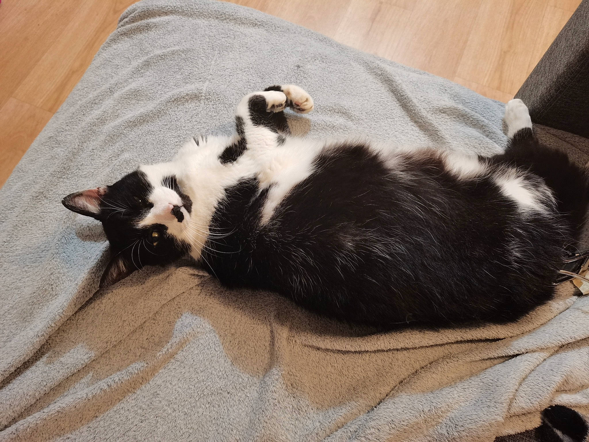 Litchi a rejoint le concours — aidez-le/la à gagner de superbes lots ! canidae, carnivore, cat, comfort, companion_dog, dog_breed, domestic_short_haired_cat, felidae, fur, hardwood, paw, small_to_medium_sized_cats, snout, sporting_group, tail, terrestrial_animal, whiskers, wood