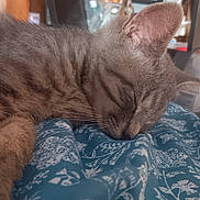 Gideon is registered to the contest to win money with this photo: cat, gray_cat, sleeping, sleepy, pet, animal, feline, whiskers, ears, fur, close_up, portrait, blanket, bed, indoors, cozy, relaxed, nap, bookshelf, home