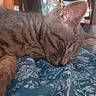 cat, gray_cat, sleeping, sleepy, pet, animal, feline, whiskers, ears, fur, close_up, portrait, blanket, bed, indoors, cozy, relaxed, nap, bookshelf, home