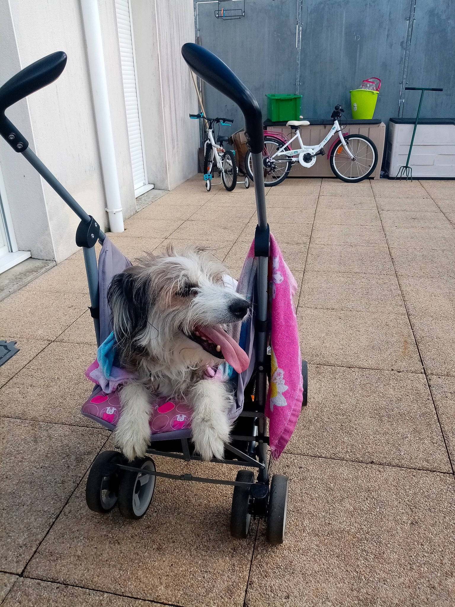Tifille a rejoint le concours — aidez-le/la à gagner de superbes lots ! bicycle_accessory, canidae, carnivore, companion_dog, dog, dog_breed, dog_walking, leash, non_sporting_group, old_english_sheepdog, petit_basset_griffon_vendeen, product, puppy, sporting_group, tibetan_terrier, vehicle