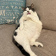 Camille joined the competition — help win amazing prizes! animal, cat, comfortable, couch, cozy, cute, feline, fur, grooming, home, indoor, lazy, pet, pillow, relaxing, resting, sofa, tabby, tongue_out, white_fur