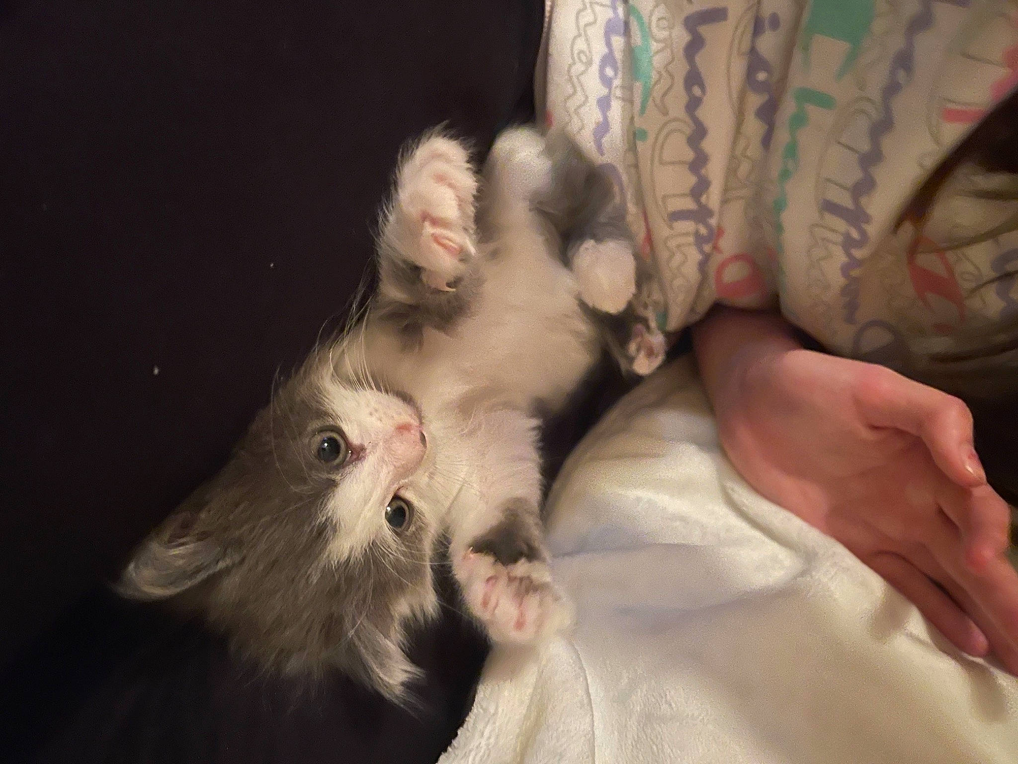 Josie joined the competition — help win amazing prizes! canidae, carnivore, cat, claw, comfort, companion_dog, dog_breed, domestic_short_haired_cat, ear, fang, felidae, foot, fur, gesture, nail, paw, small_to_medium_sized_cats, tail, whiskers