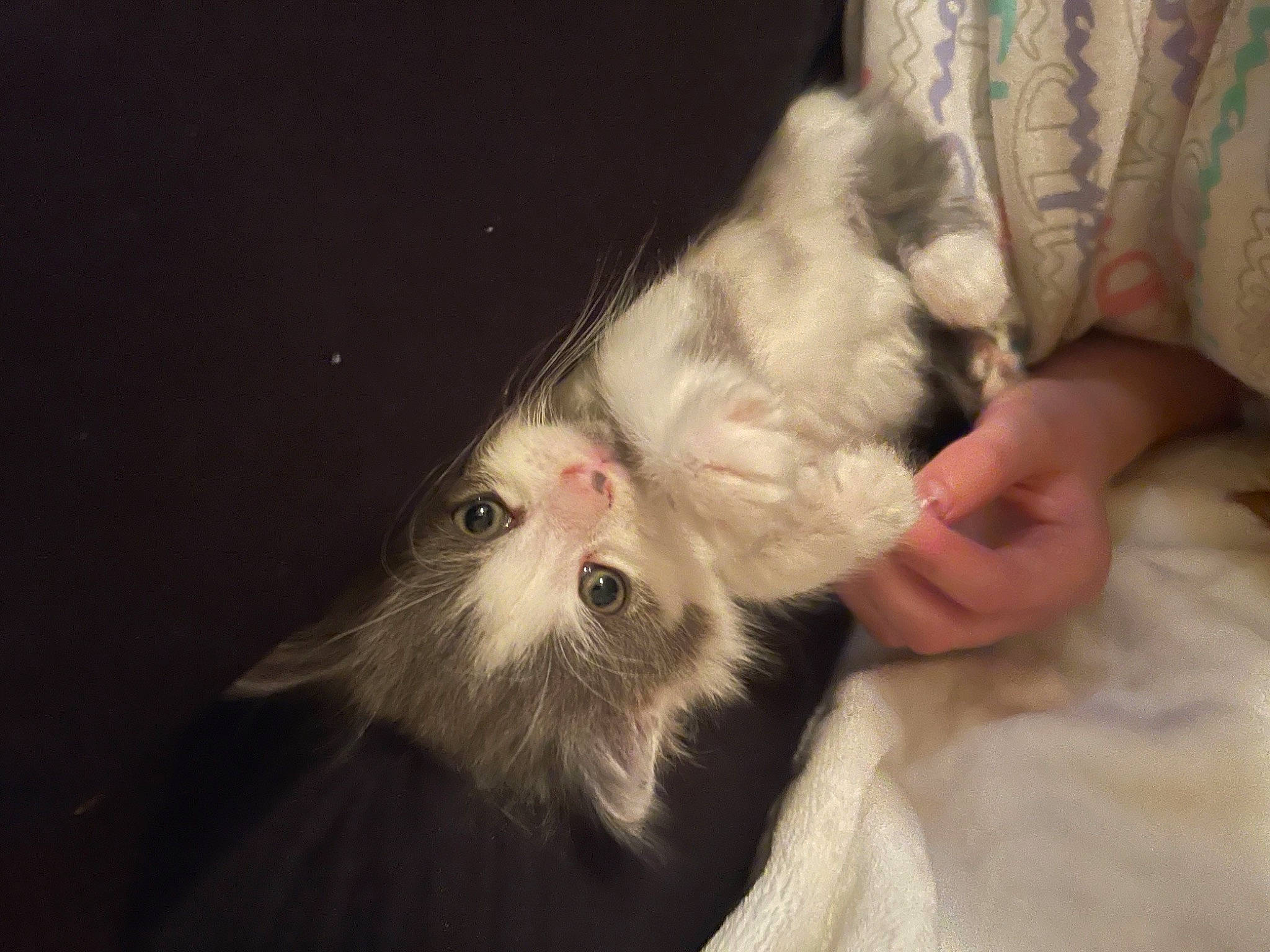 Josie joined the competition — help win amazing prizes! beard, canidae, carnivore, cat, claw, comfort, companion_dog, dog_breed, domestic_short_haired_cat, ear, felidae, foot, fur, gesture, nail, paw, small_to_medium_sized_cats, tail, whiskers