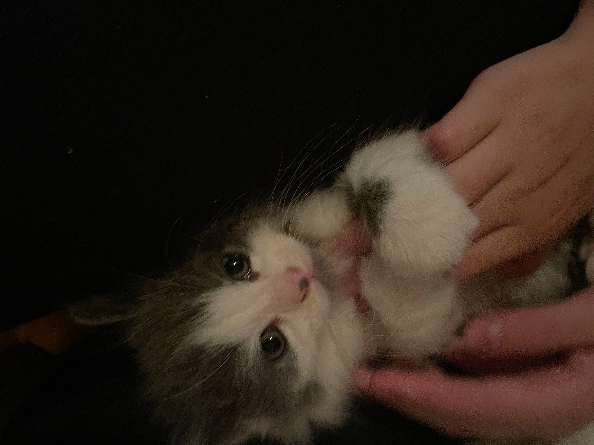 Josie joined the competition — help win amazing prizes! carnivore, cat, claw, domestic_short_haired_cat, felidae, finger, fur, hand, nail, paw, small_to_medium_sized_cats, thumb, whiskers