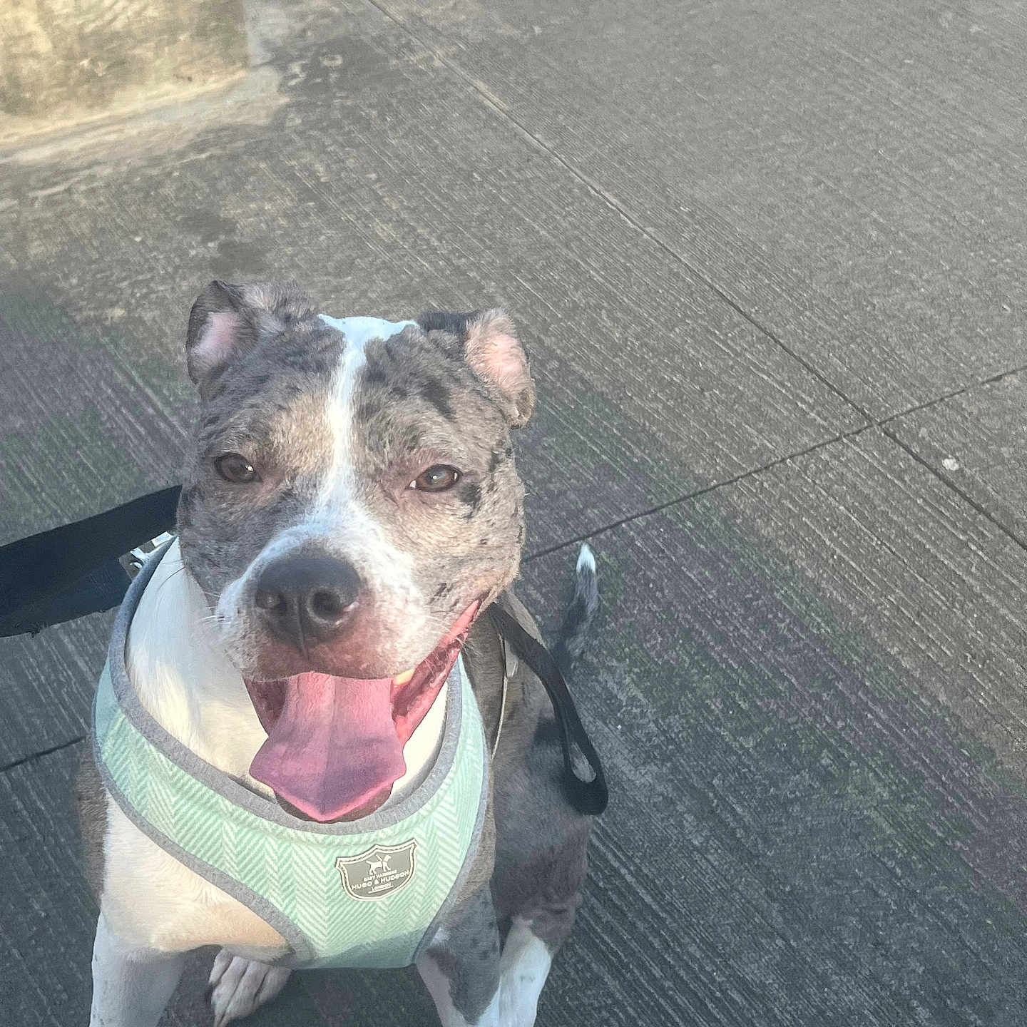 Lexi is registered to the contest to win money with this photo: animal, canine, closeup, companion, concrete, daylight, dog, ears, four_legs, friendly, happy, harness, leash, muzzle, outdoor, pet, playful, sitting, tail, tongue_out