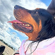 Boulette participe au concours pour gagner de l'argent avec cette photo : dog, beach, sand, sky, clouds, towel, tongue_out, close_up, outdoor, sunny, happy, animal, pet, black_and_brown, fur, human_hand, accessory, nature, daytime, portrait