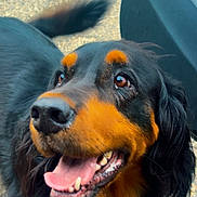 Boulette a rejoint le concours — aidez-le/la à gagner de superbes lots ! animal, black, canine, car, closeup, dog, ears, friendly, fur, gravel, happy, looking_up, mouth_open, outdoor, pet, playful, smiling, tail, tan, tongue_out