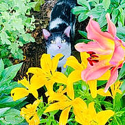 Secret is registered to the contest to win money with this photo: animal, cat, daisy, flower, grass, green, herbal, herbs, jar, leaf, nature, outdoors, pet, petal, plant, planter, pottedplant, pottery, soil, vegetation