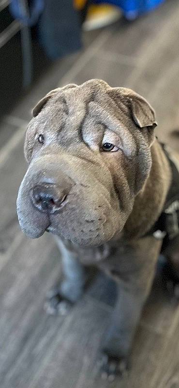 Yoshi participe au concours pour gagner de l'argent avec cette photo : ancient_dog_breeds, biting, canidae, carnivore, companion_dog, dog, dog_breed, fawn, fur, molosser, non_sporting_group, shar_pei, snout, sporting_group, terrestrial_animal, whiskers, working_dog, wrinkle