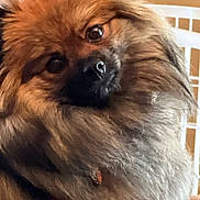 Coco Puff is registered to the contest to win money with this photo: dog, fluffy, close_up, pet, brown_fur, cute, indoor, animal, face, fur, portrait, canine, friendly, domestic, nose, whiskers, ears, expression, background, household