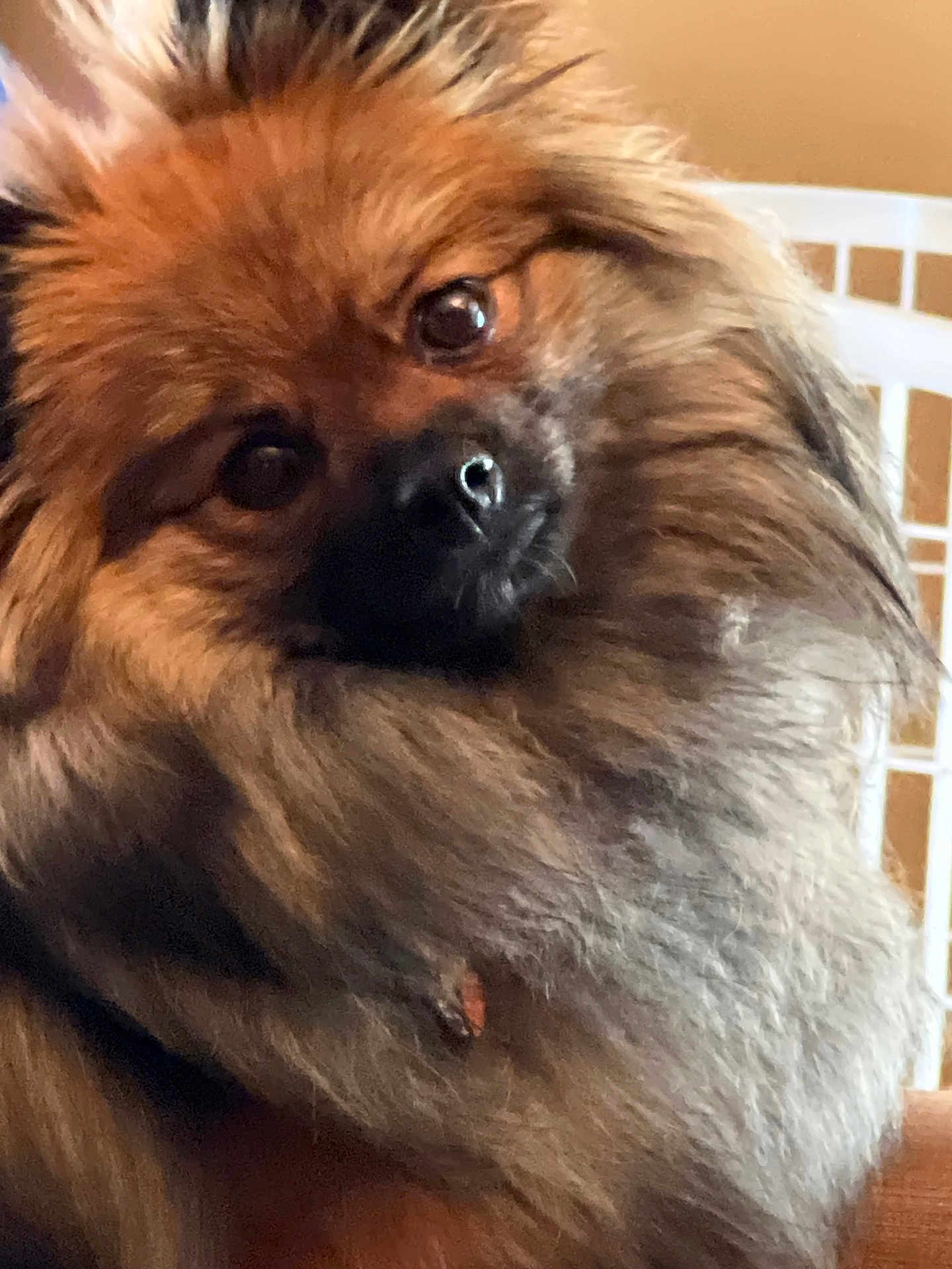 Coco Puff