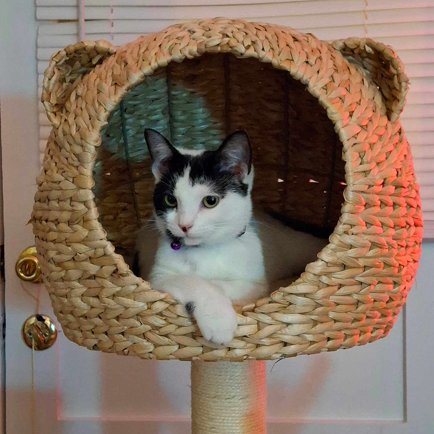 Mouse joined the competition — help win amazing prizes! abyssinian, animal, architecture, art, basket, bed, building, cat, cradle, furniture, hardwood, homedecor, indoors, kitten, livingroom, manx, pet, room, siamese, wood