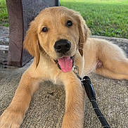 Finn is registered to the contest to win money with this photo: golden_retriever, puppy, dog, tongue_out, leash, outdoor, grass, concrete, bench, pet, cute, animal, canine, young, happy, playful, fur, ears, nose, paw