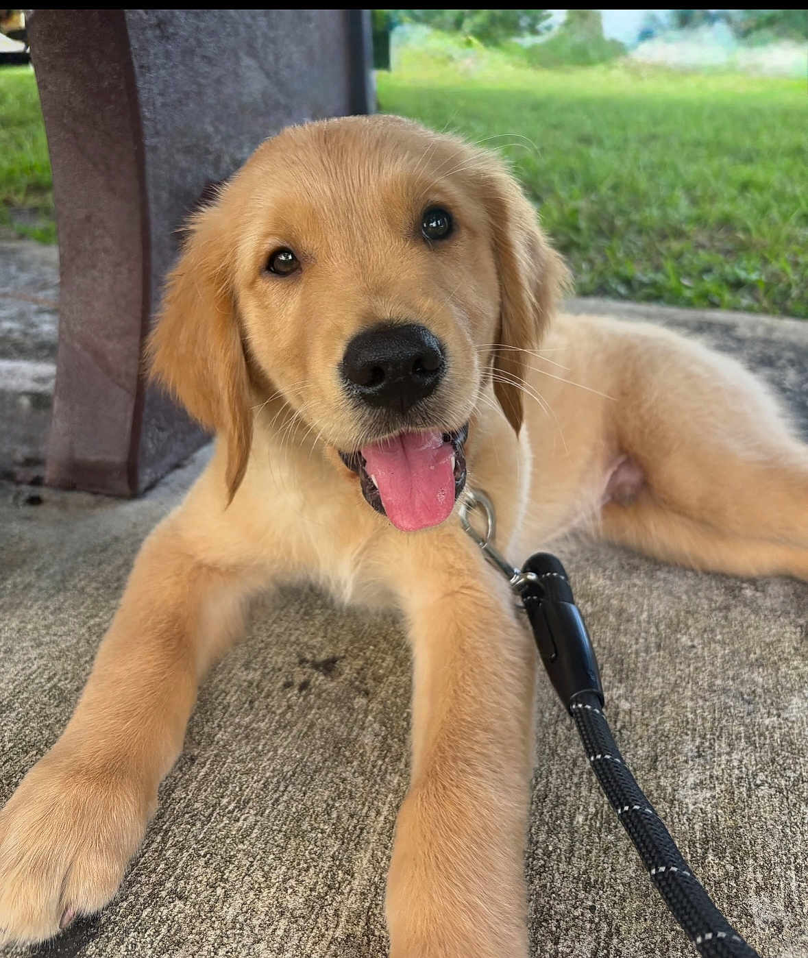 Finn is registered to the contest to win money with this photo: golden_retriever, puppy, dog, tongue_out, leash, outdoor, grass, concrete, bench, pet, cute, animal, canine, young, happy, playful, fur, ears, nose, paw