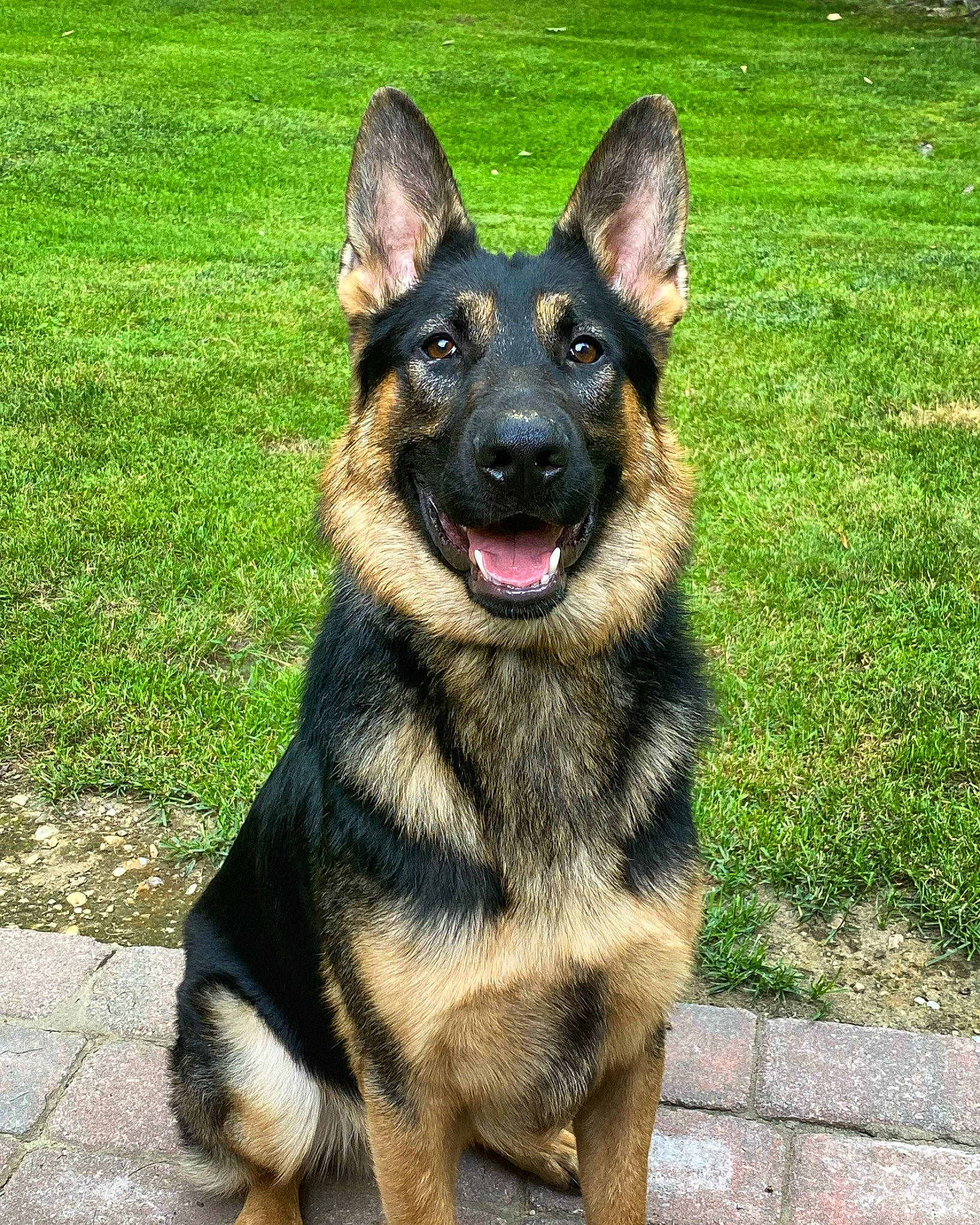 Echo joined the competition — help win amazing prizes! canidae, carnivore, collar, companion_dog, dog, dog_breed, dog_supply, east_european_shepherd, foot, german_shepherd_dog, grass, herding_dog, king_shepherd, pet_supply, plant, snout, sporting_group, terrestrial_animal, working_animal, working_dog