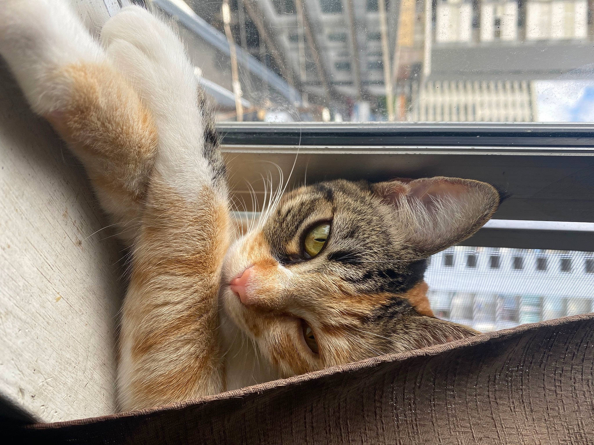 Thumper is registered to the contest to win money with this photo: animal_shelter, carnivore, cat, cat_supply, claw, comfort, domestic_short_haired_cat, fawn, felidae, fur, nap, paw, small_to_medium_sized_cats, snout, tail, tree, whiskers, wildlife, window, wood