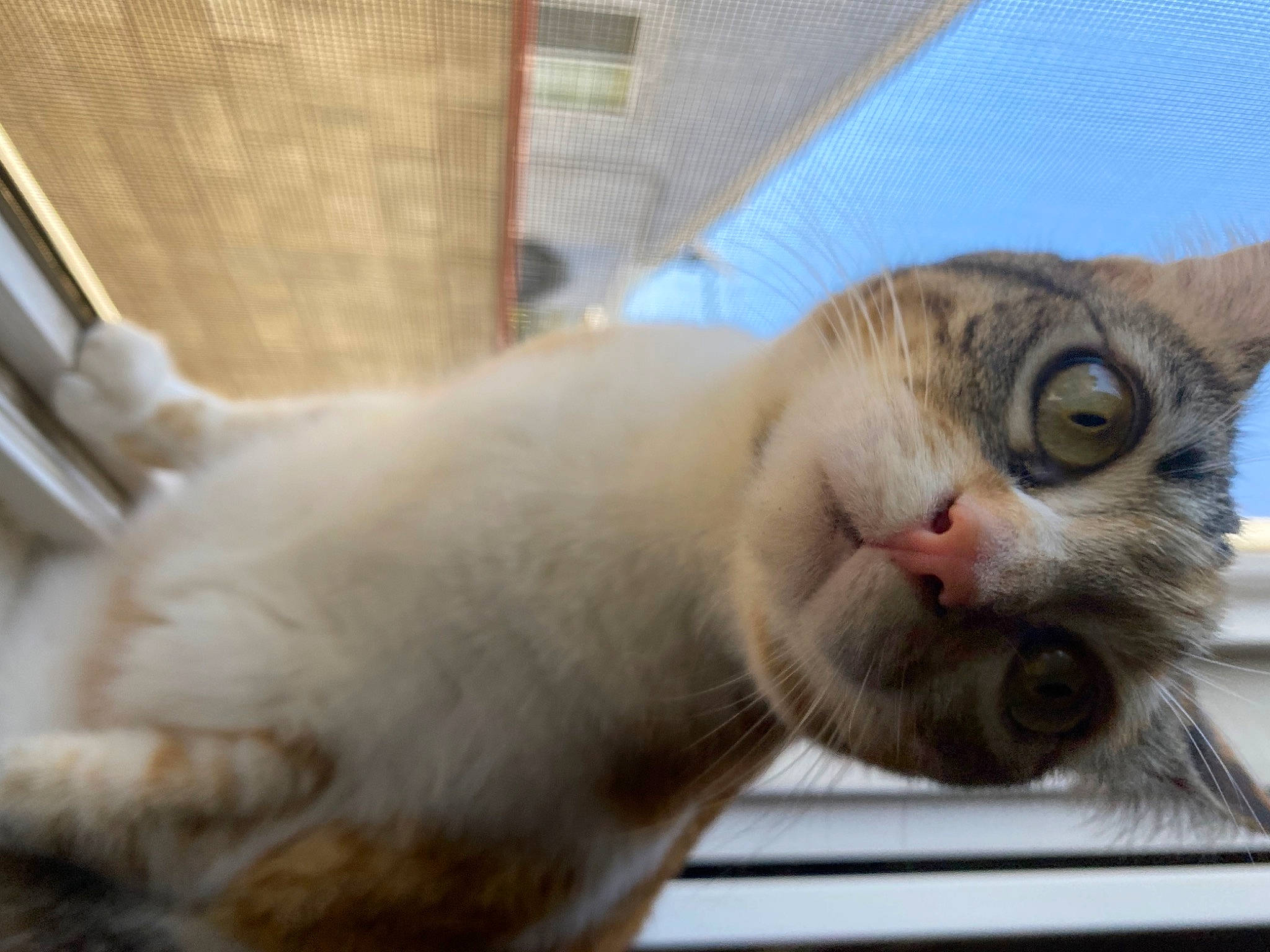 Thumper is registered to the contest to win money with this photo: carnivore, cat, claw, comfort, domestic_short_haired_cat, eye, felidae, fur, nap, paw, small_to_medium_sized_cats, snout, tail, terrestrial_animal, whiskers