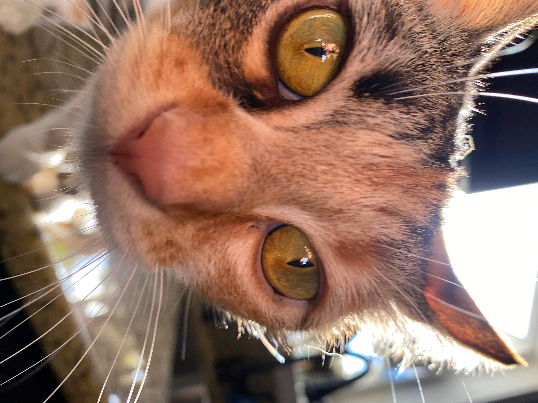 Thumper is registered to the contest to win money with this photo: carnivore, cat, close_up, curious, domestic_short_haired_cat, ear, eyelash, fang, felidae, fur, iris, macro_photography, organ, photography, small_to_medium_sized_cats, snout, whiskers, wildlife