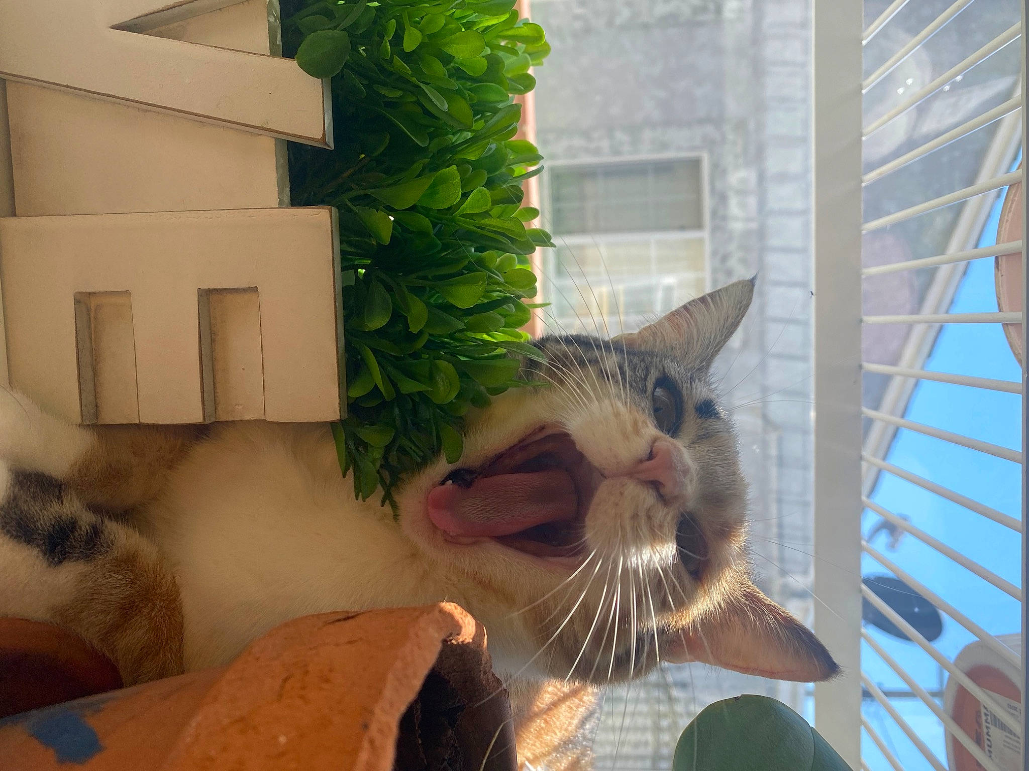 Thumper is registered to the contest to win money with this photo: carnivore, cat, domestic_short_haired_cat, fawn, felidae, fur, grass, hat, herb, houseplant, plant, small_to_medium_sized_cats, smile, snout, tail, whiskers, window, wood