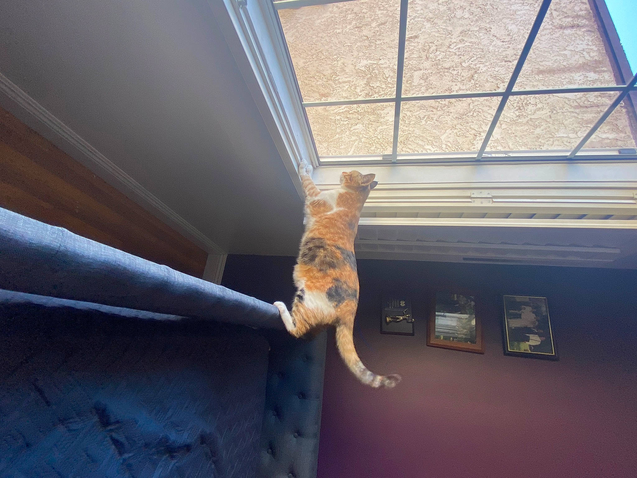 Thumper joined the competition — help win amazing prizes! carnivore, cat, ceiling, chair, door, fawn, felidae, flooring, hardwood, plant, roof, shade, small_to_medium_sized_cats, tail, tints_and_shades, tree, vehicle_door, whiskers, window, wood