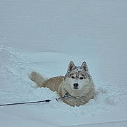 Aspen joined the competition — help win amazing prizes! dog, husky, snow, winter, animal, outdoor, canine, cold, fur, leash, pet, nature, frozen, white, muzzle, ears, tail, quiet, landscape, snowy