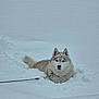 dog, husky, snow, winter, animal, outdoor, canine, cold, fur, leash, pet, nature, frozen, white, muzzle, ears, tail, quiet, landscape, snowy