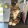 cat, tabby_cat, indoor, countertop, paws, green_eyes, fur, pet, domestic_cat, relaxed, blurred_background, houseplant, note_board, wood, furniture, animal, portrait, closeup, calm, cozy