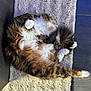 Baghera a rejoint le concours — aidez-le/la à gagner de superbes lots ! animal, brown, cat, comfort, cozy, cute, feline, fluffy, fur, indoor, paws, pet, relaxed, resting, rug, sleeping, soft, tabby, textured, white