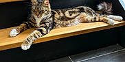 Baghera a rejoint le concours — aidez-le/la à gagner de superbes lots ! animal, architecture, building, cat, furniture, handrail, hardwood, house, housing, indoors, interiordesign, kitten, manx, pet, plywood, porch, shelf, stainedwood, staircase, wood