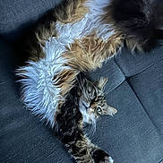 Baghera a rejoint le concours — aidez-le/la à gagner de superbes lots ! animal, cat, comfortable, couch, cozy, ears, feline, fluffy, fur, home, indoor, long_hair, lying_down, pet, relaxed, resting, stretched_out, tabby, whiskers, white_paws