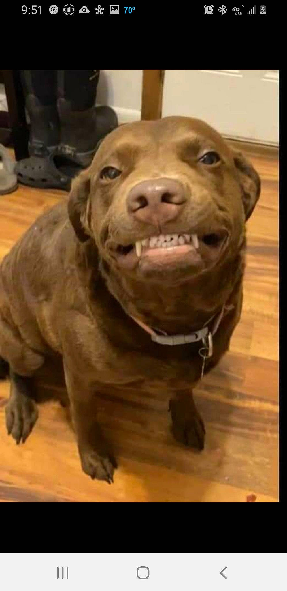 Emma is registered to the contest to win money with this photo: art, canidae, carnivore, companion_dog, dog, dog_breed, dog_collar, fawn, flooring, fur, gun_dog, liver, retriever, sculpture, snout, sporting_group, terrestrial_animal, whiskers, working_animal, wrinkle